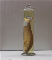 藏品(費氏骨舌魚)的圖片